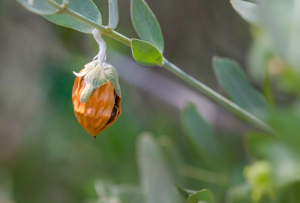 Jojoba Seed Oil