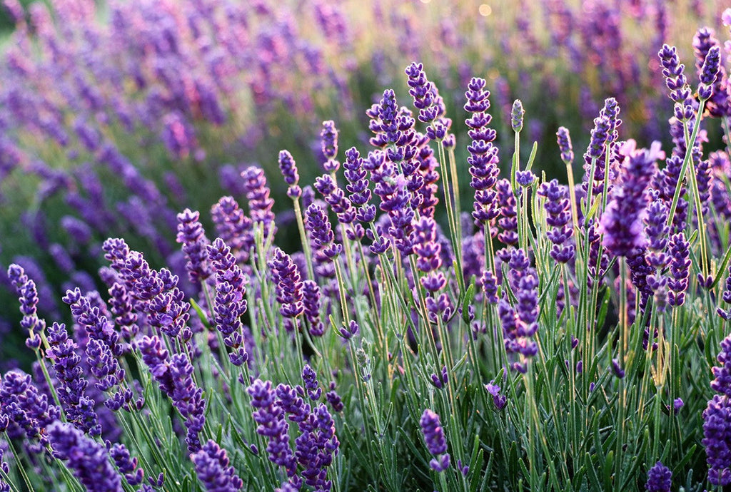 Lavender Essential Oil